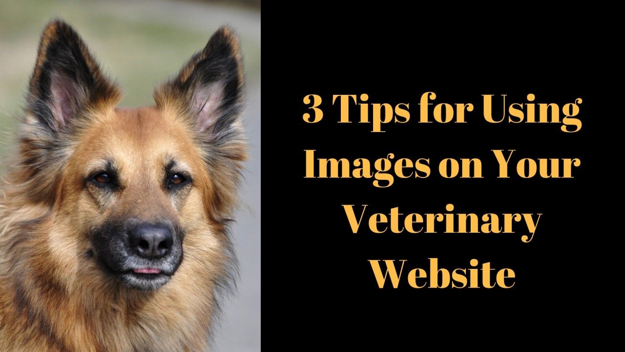 3-Tips-for-Using-Images-on-Your-Veterinary-Website-2
